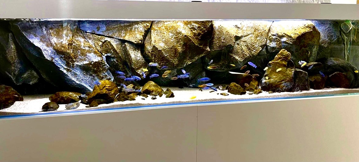 Zastosowanie LED w akwarystyce